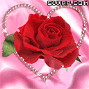 Rose ilove]